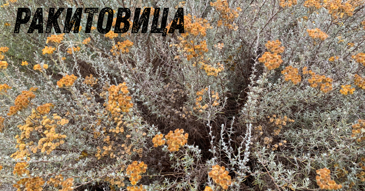ракитовица